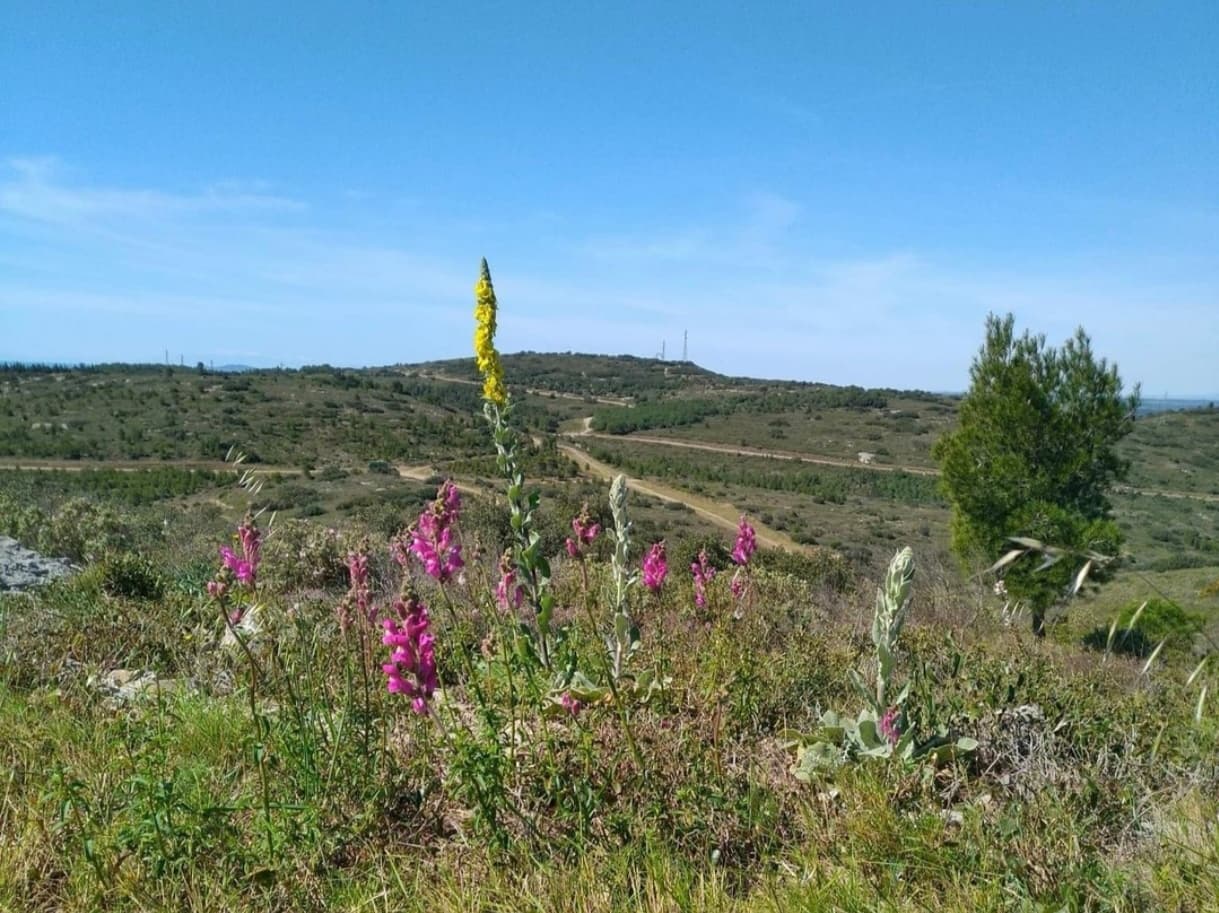 BALARUC-LE-VIEUX : Un randonneur retrouvé mort dans la Gardiole