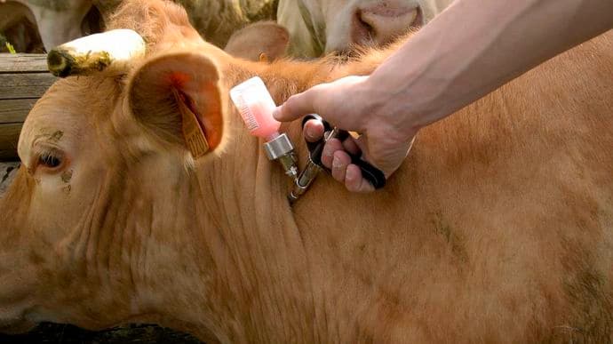 HÉRAULT : La vaccination des élevages bovins s’étend à l’ensemble du département.