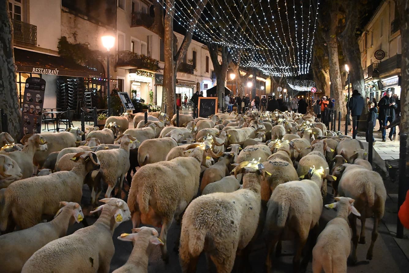 LUNEL : La Transhumance Lumineuse fait son grand retour ce dimanche.