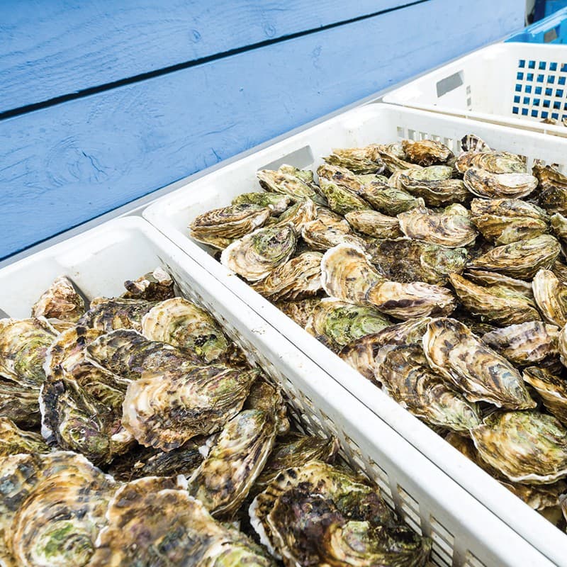 SÈTE : Une « Conch’Party » solidaire ce dimanche sur l’ancien site Lafarge
